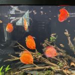 Albino Rafflesia Discus photo review