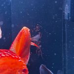 Albino Rafflesia Discus photo review