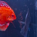 Albino Rafflesia Discus photo review