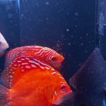 Albino Rafflesia Discus photo review
