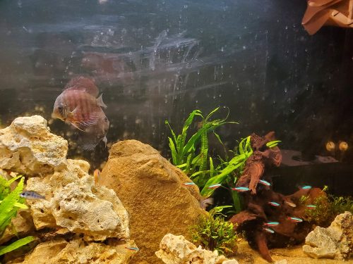 Cardinal Tetra (As seen at National Aquarium), Fat AAA Grade photo review