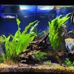 Large Siamese Algae Eater photo review