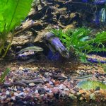 Large Siamese Algae Eater photo review