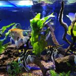 Large Siamese Algae Eater photo review