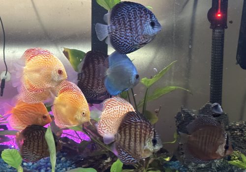 Albino Rafflesia Discus photo review