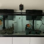 Blue Mercury Discus, Light Base photo review