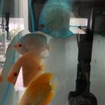 Blue Mercury Discus, Light Base photo review