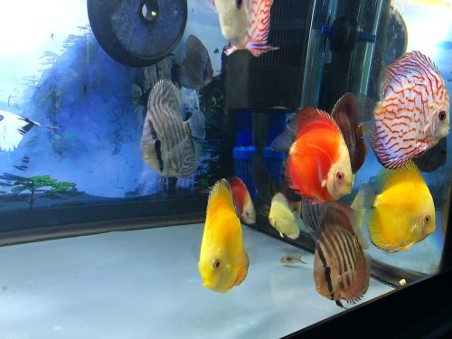 Classic Red Diamond Discus photo review