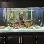 Marlboro Red Panda Discus photo review