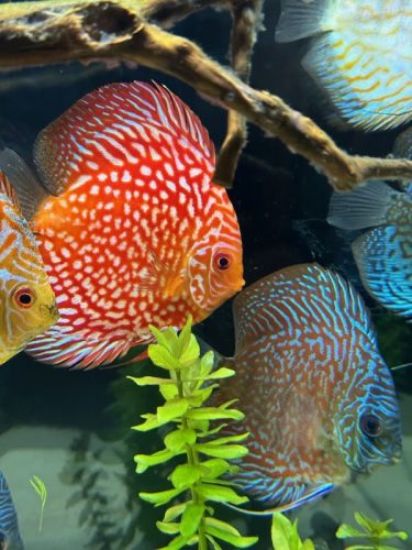 Super Pigeon Snakeskin Discus, Yellow Base photo review