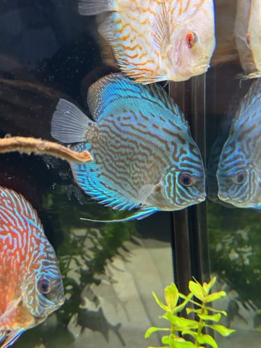 Brilliant Blue Turquoise Discus, Green Base photo review