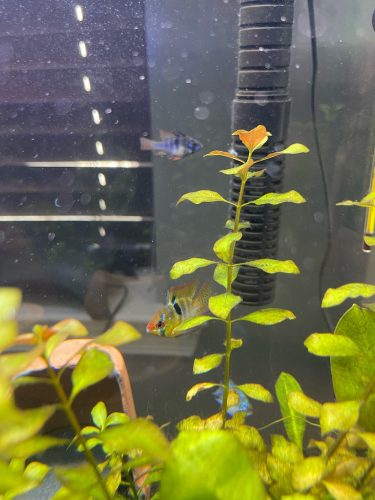 German Electric Blue Chili Ram Cichlid photo review