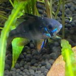 Jet Black German Ram Cichlid photo review
