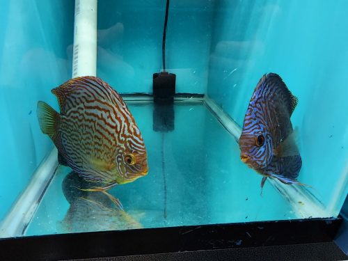 German Red Turquoise Discus, Proven Breeding Pair photo review
