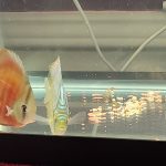 Rose Red Discus, Dark Base photo review