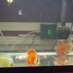 Rose Red Discus, Dark Base photo review