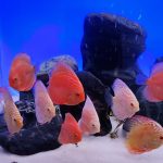 Albino Rafflesia Discus photo review