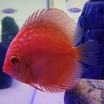 Albino Rafflesia Discus photo review