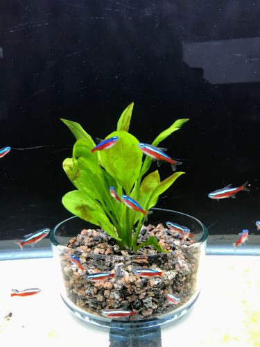 Cardinal Tetra (As seen at National Aquarium), Fat AAA Grade photo review
