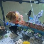 Green Heckel Cross Discus photo review