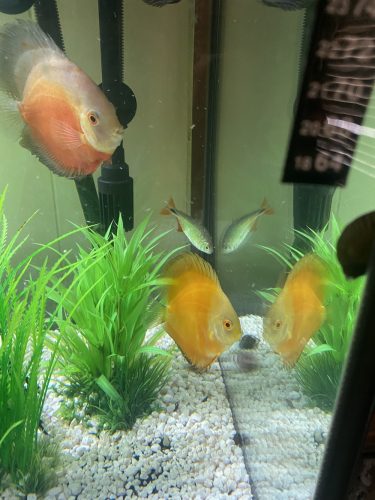 Golden Valentine Discus photo review