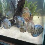 Red Tiger Turquoise Discus photo review
