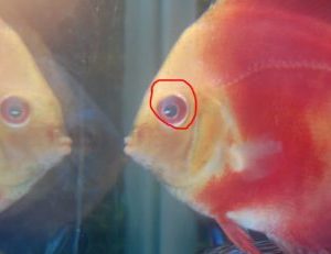 Bulging Pop Eye