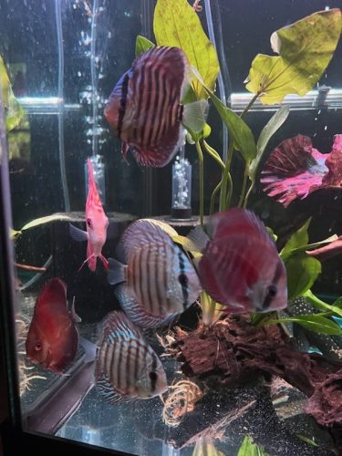 Red Turquoise Alenquer Cross Discus, Brown Base photo review