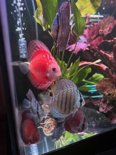 Turquoise Alenquer Cross Discus, Green Base photo review