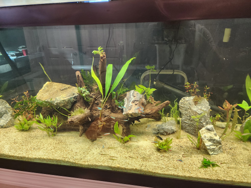 Cardinal Tetra 10 pack photo review