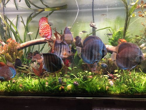 Wild Brazilian Yellow Heckel Discus photo review