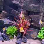 Neon Tetra - 16 pack photo review