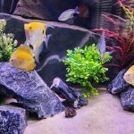 Neon Tetra - 16 pack photo review