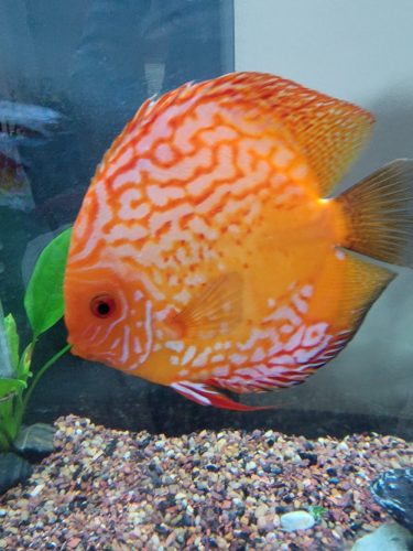 Golden Melon Throwback Discus photo review