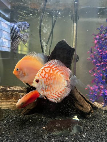 Snow White Discus photo review