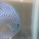 German Red Turquoise Discus, Proven Breeding Pair photo review