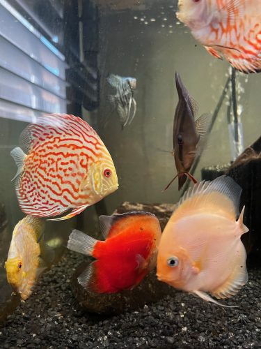 Golden Leopard Discus, Light Base photo review