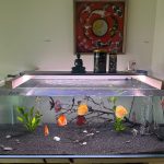 Rose Red Discus, Dark Base photo review