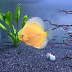Albino Golden Discus photo review