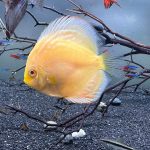 Albino Golden Discus photo review