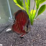 Rose Red Discus, Dark Base photo review