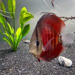 Rose Red Discus, Dark Base photo review