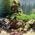 Large Rummy Nose Tetra (As seen at National Aquarium) Fat AAA Grade photo review