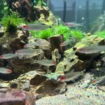 Large Rummy Nose Tetra (As seen at National Aquarium) Fat AAA Grade photo review