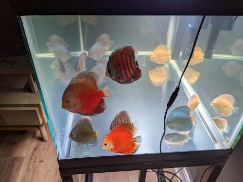 Snow Eruption Leopard Discus, Tangerine Base photo review