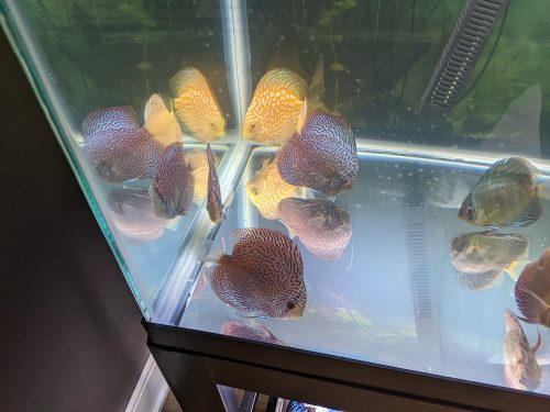 Slate Blue Snakeskin (14-Bar) Discus photo review