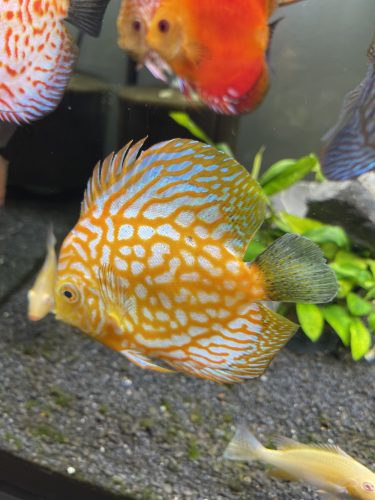 Golden Sunrise Discus photo review