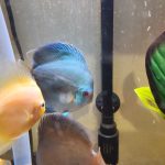 Snow White Discus photo review