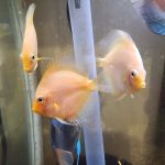 Snow White Discus photo review