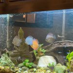 Golden Pigeon Leopard Discus, White Base photo review